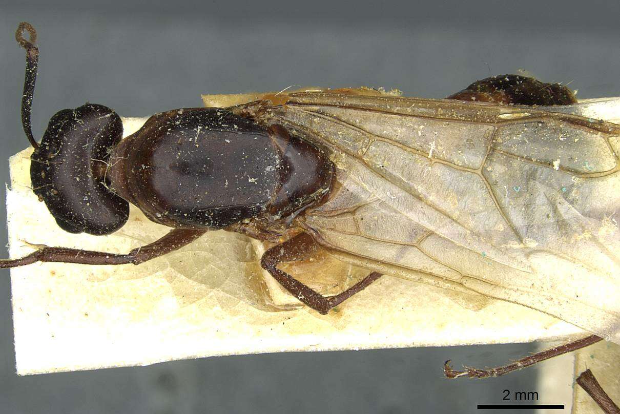 Image of Camponotus fellah Dalla Torre 1893