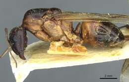 Image of Camponotus fellah Dalla Torre 1893