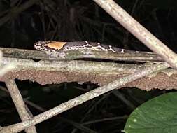 Image of Uribe's False Cat-eyed Snake