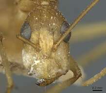 Imagem de Camponotus guttatus Emery 1899