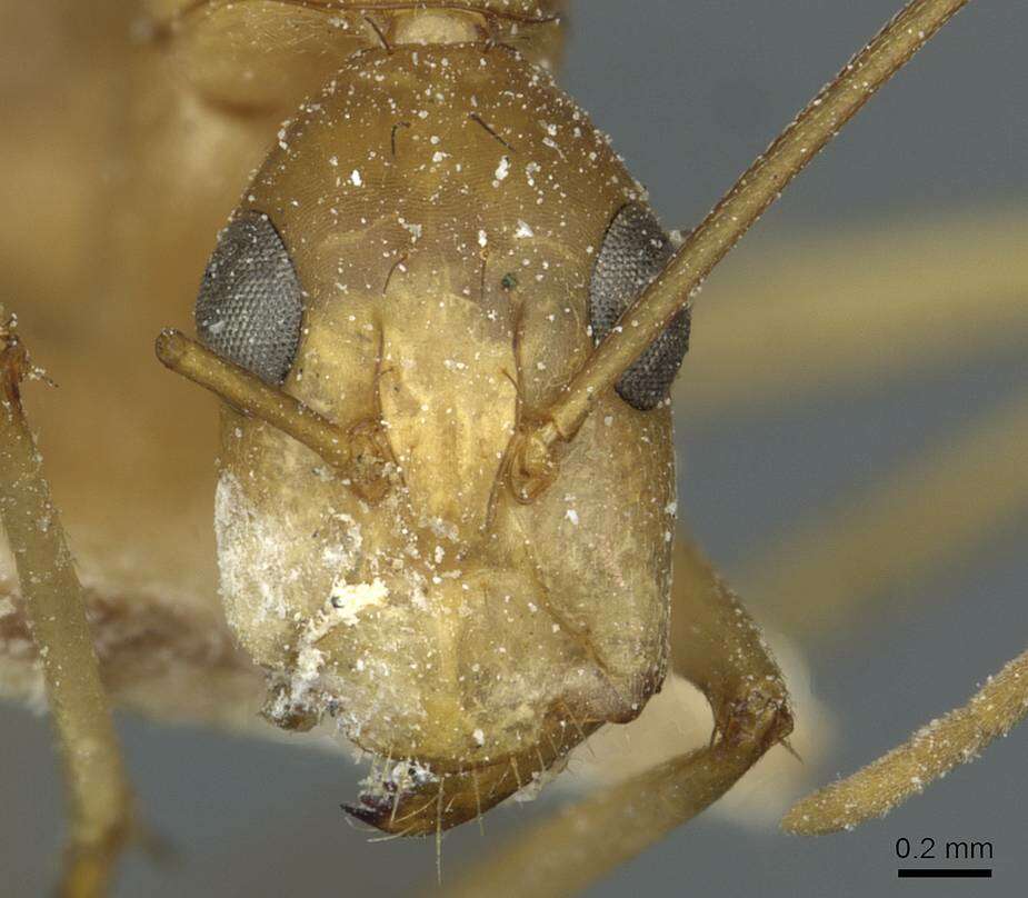 Imagem de Camponotus guttatus Emery 1899