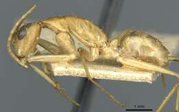 Imagem de Camponotus guttatus Emery 1899