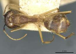 Imagem de Camponotus guttatus Emery 1899