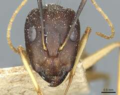 Imagem de Camponotus guttatus Emery 1899