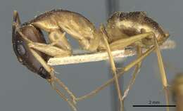 Imagem de Camponotus guttatus Emery 1899