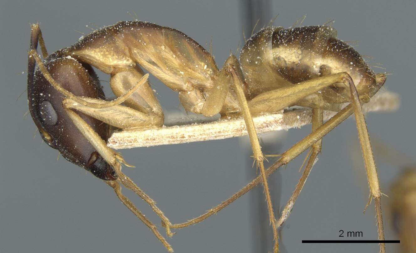 Imagem de Camponotus guttatus Emery 1899