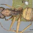 Image of Camponotus immigrans Santschi 1914