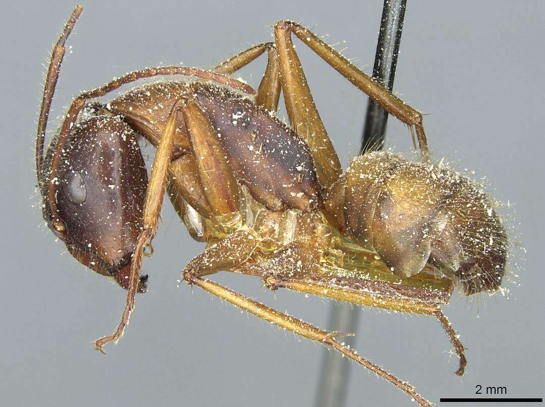 Image of Camponotus immigrans Santschi 1914