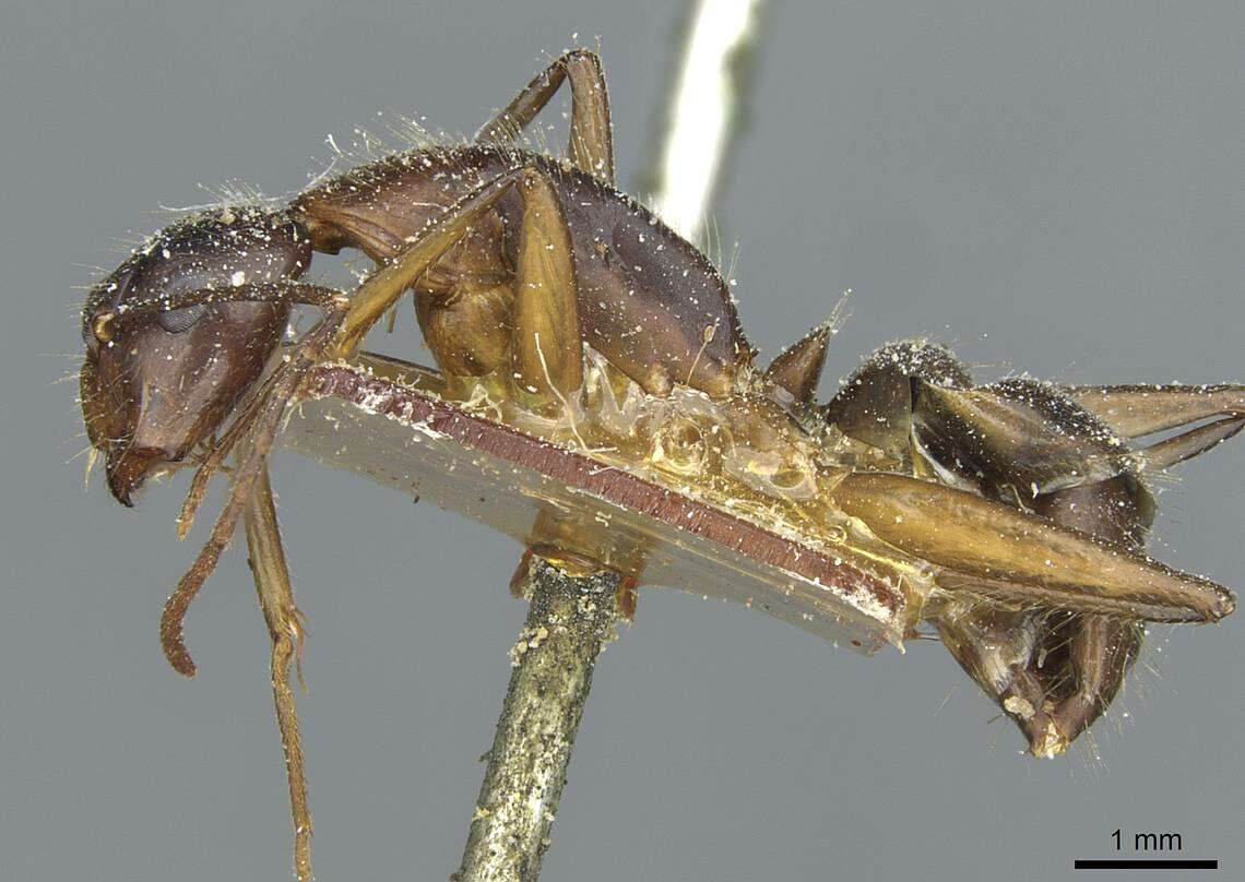 Image of Camponotus immigrans Santschi 1914