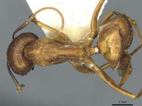 Image of Camponotus indefinitus Karavaiev 1929