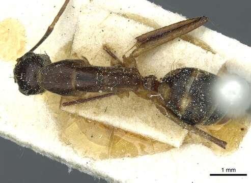 Image of Camponotus indicatus Santschi 1922