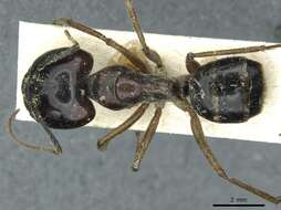 Plancia ëd Camponotus terebrans (Lowne 1865)