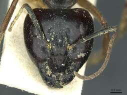 Image of Camponotus terebrans (Lowne 1865)