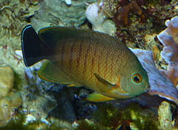 Image of Blacktail Angelfish