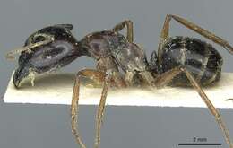 Plancia ëd Camponotus terebrans (Lowne 1865)