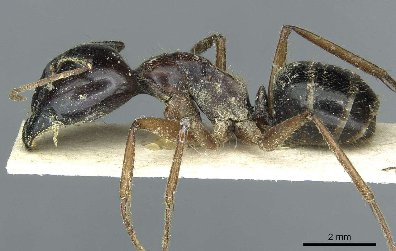 Plancia ëd Camponotus terebrans (Lowne 1865)