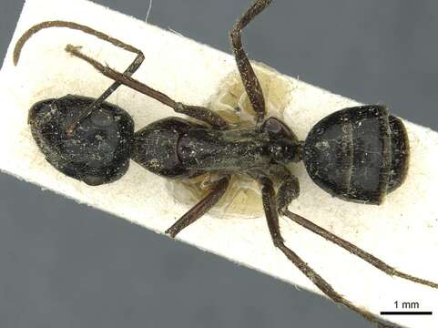 Plancia ëd Camponotus terebrans (Lowne 1865)