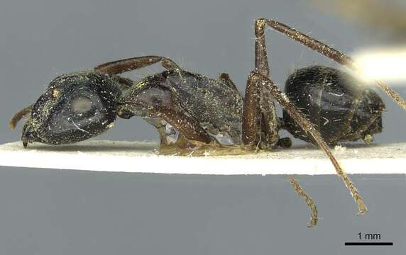 Image of Camponotus terebrans (Lowne 1865)