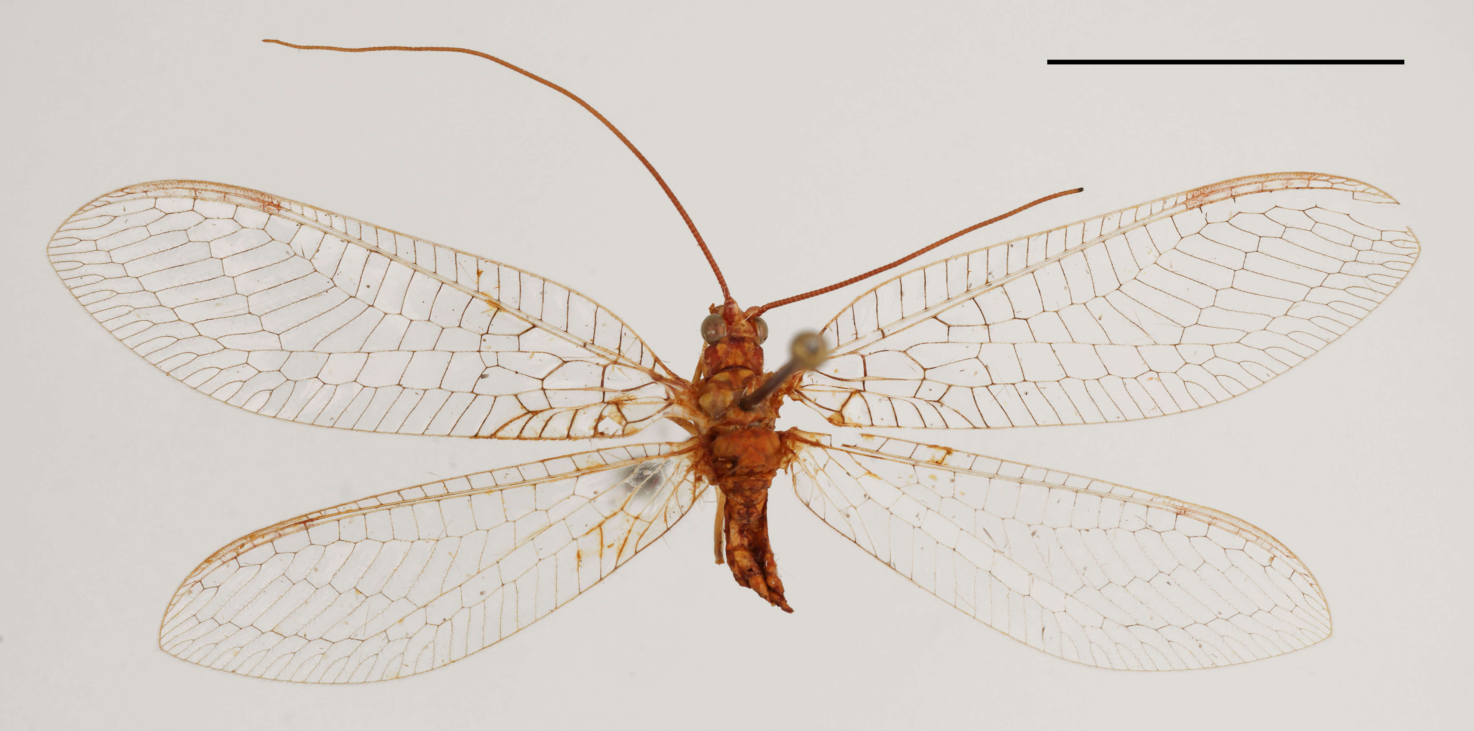 Sivun Italochrysa serrata Tjeder 1966 kuva