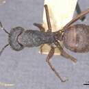 Image of Camponotus maguassa Wheeler 1922