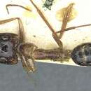 Image of Camponotus posticus Santschi 1926