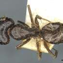 صورة Camponotus roubaudi Santschi 1911