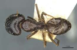 Image of Camponotus roubaudi Santschi 1911