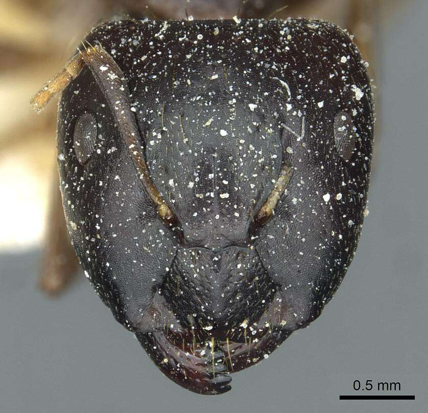 Image of Camponotus roubaudi Santschi 1911