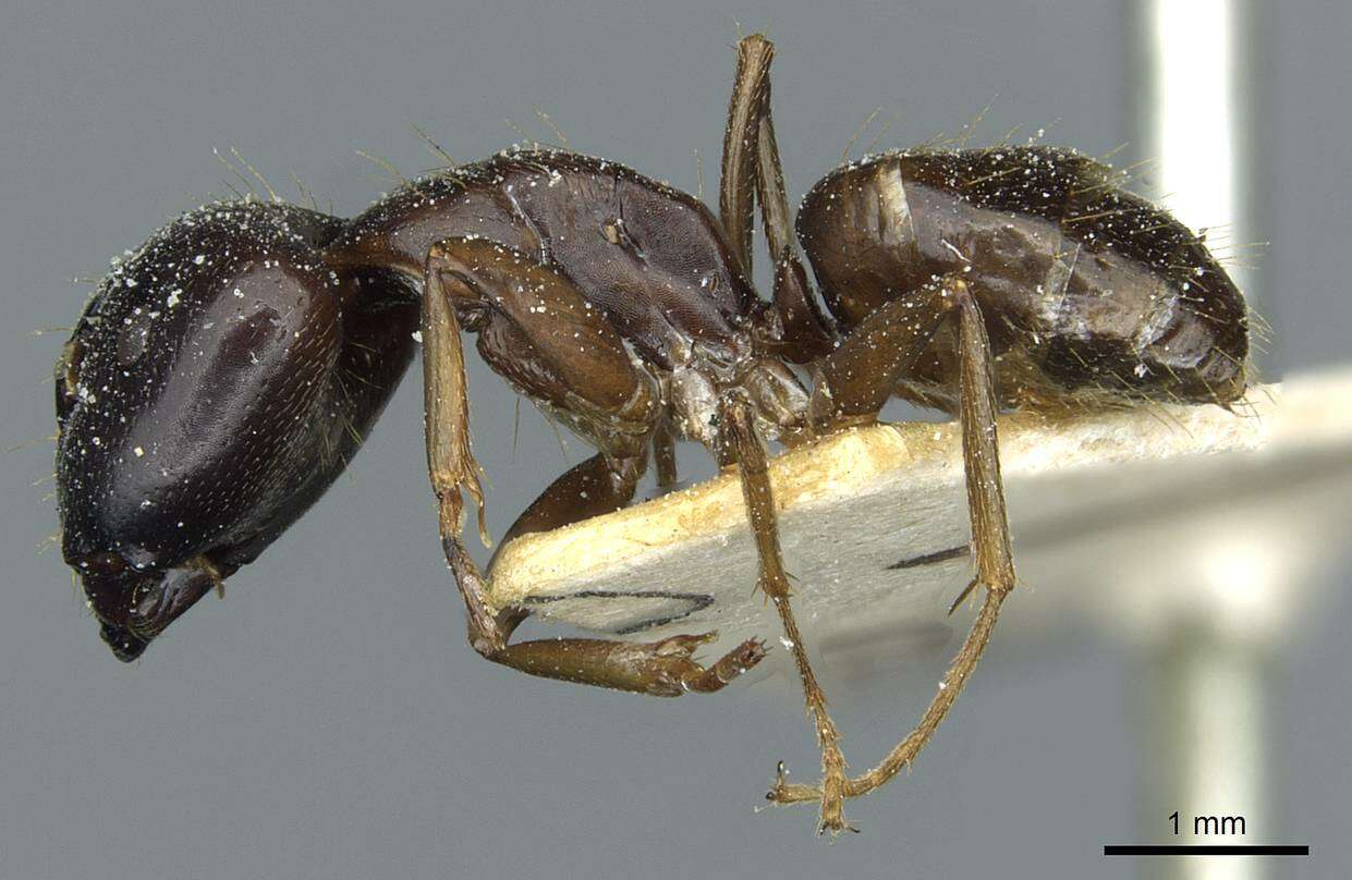 Image of Camponotus roubaudi Santschi 1911