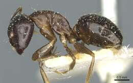 Image of Camponotus roubaudi Santschi 1911