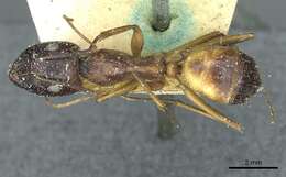 صورة Camponotus sanctus Forel 1904