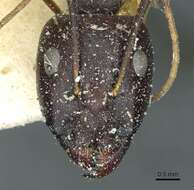 صورة Camponotus sanctus Forel 1904