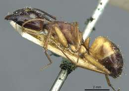 صورة Camponotus sanctus Forel 1904