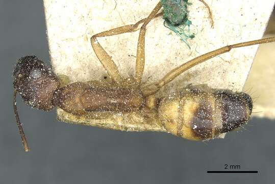 صورة Camponotus sanctus Forel 1904