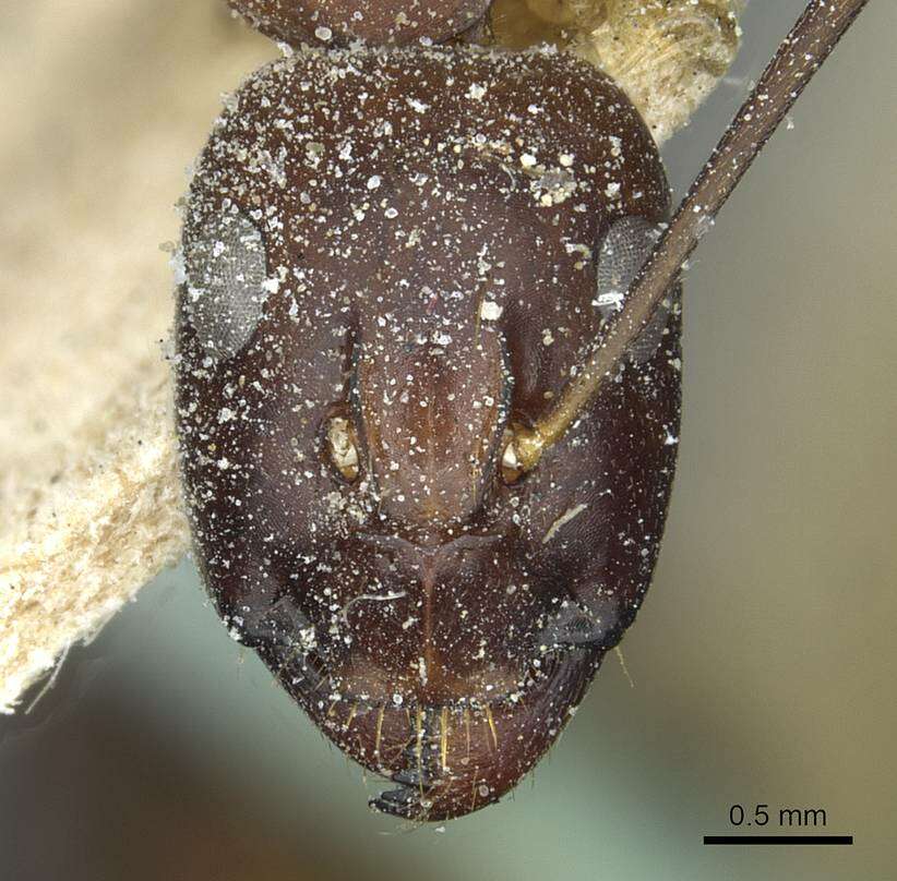 صورة Camponotus sanctus Forel 1904