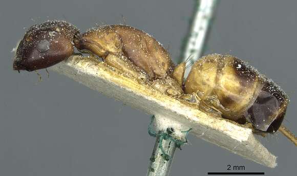 صورة Camponotus sanctus Forel 1904