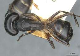 صورة Camponotus sanctus Forel 1904