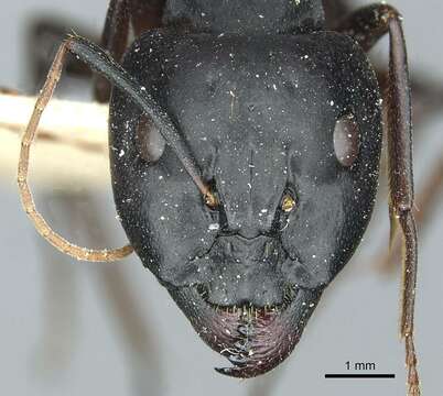 صورة Camponotus sanctus Forel 1904