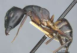 صورة Camponotus sanctus Forel 1904