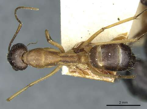 صورة Camponotus sanctus Forel 1904