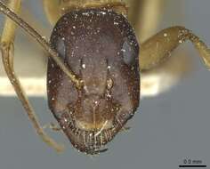 صورة Camponotus sanctus Forel 1904