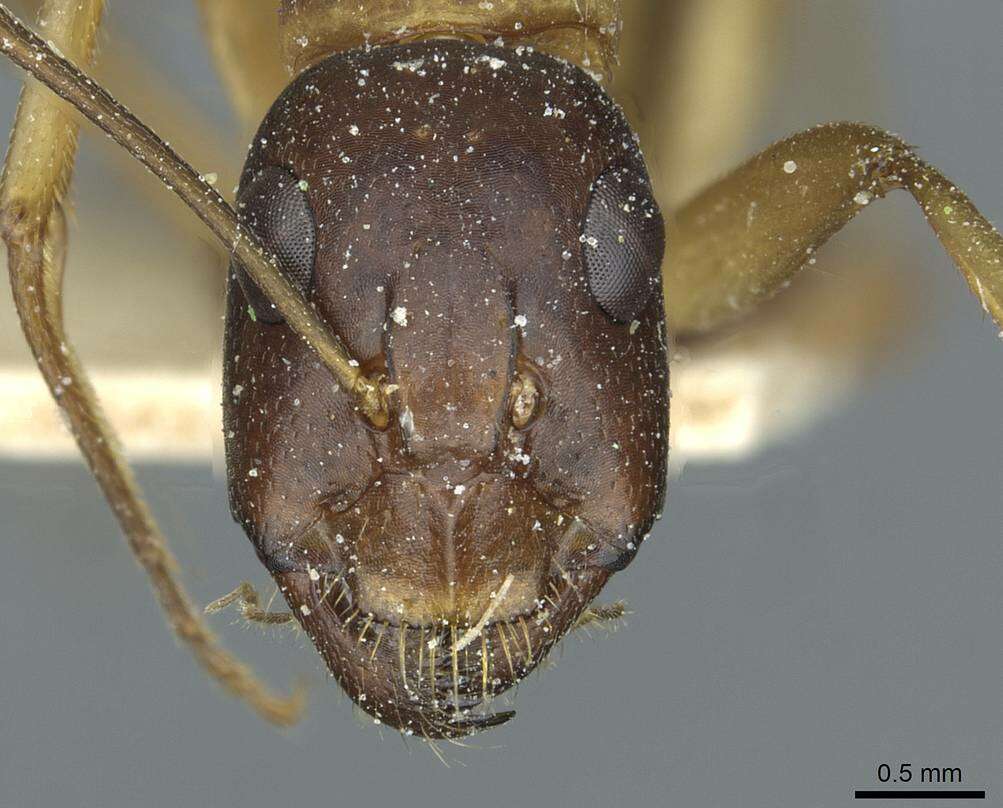 صورة Camponotus sanctus Forel 1904