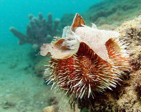 Image of Collector urchin