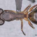 Image of Camponotus tahatensis Santschi 1929