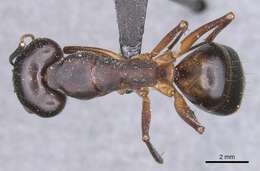 Camponotus tahatensis Santschi 1929的圖片