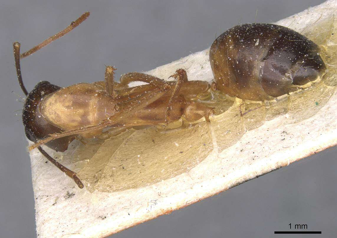 Camponotus tahatensis Santschi 1929的圖片