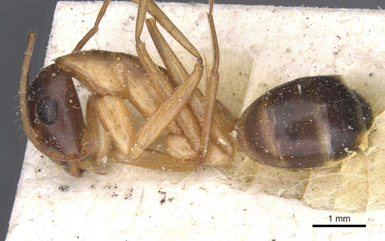 Camponotus tahatensis Santschi 1929的圖片