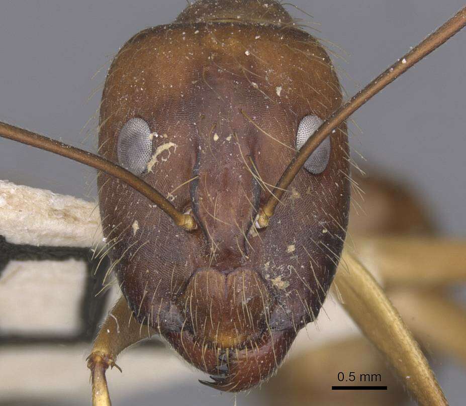 Plancia ëd Camponotus terricola Karavaiev 1929