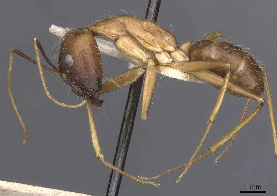 Image of Camponotus terricola Karavaiev 1929