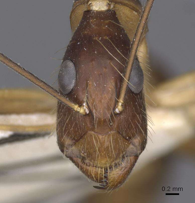 Plancia ëd Camponotus terricola Karavaiev 1929